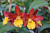 Blc. Orchid Lily Marie Almas ‘MGR’ (Brassavola x Laelia x Cattleya)