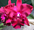 Blc. Orchid Hwa Yuan Rose ‘NN’ (Brassavola x Laelia x Cattleya)