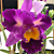 Blc Orchid Clift Tsuji (Brassolaeliocattleya hybrid)