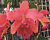 Blc Orchid Turner’s Ace ‘Tropical Treasure’ (Brassavola x Laelia x Cattleya hybrid)