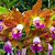 Blc Orchid Waianae Leopard ‘Ching Hua’ 