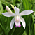 Hardy Terrestrial Orchid ‘Kuchibeni’ (Bletilla striata ‘Kuchibeni’)