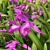 Hardy Terrestrial Orchid ‘Shi-Ran’ (Bletilla striata ‘Shi-Ran’)