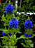 Blue Witches Hat (Pycnostachys urticifolia)