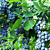 Blueberry Plant ‘Razz’ (Vaccinium hybrid)
