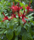 Brazilian Red Flare (Aphelandra species)