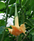 Angel’s Trumpet ‘Orange Marmalade’ (Brugmansia hybrid)