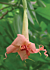 Angel’s Trumpet ‘Shirley Temple’ (Brugmansia hybrid)