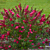 Buddleia ‘Prince Charming’ PP
