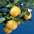 Calamondin Orange Tree (Citrus x citrofortunella mitis)  