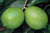 Persian Lime Tree (Citrus aurantifolia hybrid)