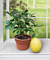 Ponderosa Lemon Tree (Citrus limon)