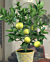 Palestine Sweet Lime Tree (Citrus aurantifolia hybrid)