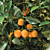 Sweet Kumquat Tree ‘Meiwa’ (Fortunella crassifolia)
