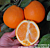 Citrus ‘Autumn Gold’ Late Navel (Citrus sinensis)