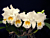 Cattleya Orchid Gertrude Hausermann ‘EFG’ (Cattleya hybrid)