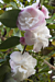Camellia ‘Cinnamon Cindy’ (Camellia lutchuensis hybrid)