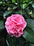 Camellia 'Debutante' (Camellia japonica hybrid)