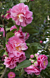 Camellia 'Fragrant Joy' (Camellia lutchuensis hybrid) 