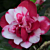 Camellia ‘Peppermint’ (Camellia japonica ‘La Peppermint’)