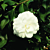 Camellia 'Purity' (Camellia japonica hybrid)