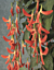 Brazilian Red Jade Vine (Camptosemma grandiflora) 