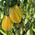 Star Fruit ‘Arkin’ (Averrhoa carambola hybrid)