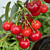 Bush Cherry Plant Carmine Jewel™ (Prunus fruticosa x cerasus)