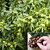 Chestnut ‘Layeroka’ (Castanea mollissima x dentatum)
