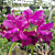 Cattleya Orchid Bactia ‘Grape Wax’ (Cattleya hybrid)