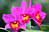 Mini Cattleya Orchid ‘Happiness’ (Cattleya hybrid)