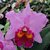 Cattleya Orchid Irene Holguin ‘Brown Eyes’ AM/AOS