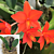 Cattleya Orchid Bright Spark