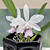 Cattleya Orchid Walkerinter (C. walkeriana x C. intermedia)