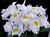 Cattleya Orchid Bob Betts ‘White Lightning’ (Cattleya hybrid)
