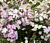 Double Pink Waxflower (Chamelaucium uncinatum ‘Dancing Queen’)