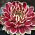 Hens & Chicks Chick Charms® ‘Lotus Blossom’ PPAF (Sempervivum hybrid)