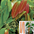 Cinnamon Spice Plant (Cinnamomum zeylanicum)