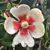 Red-Heart Porcelain Flower (Clusia lanceolata)