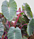 Elephant Ear ‘Pink China’ (Colocasia hybrid)