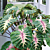 Colocasia Royal Hawaiian® ‘Waikiki’ PP (Colocasia esculenta hybrid)