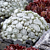 Hardy Hens & Chicks ‘Arctic White’ PP (Sempervivum arachnoideum hybrid)