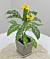 Firecracker Plant (Crossandra pungens)