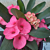 Crown of Thorns
‘Pink Jewel’
(Euphorbia milii hybrid)