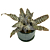 Cryptanthus ‘Absolute Zero’ (Cryptanthus hybrid)