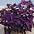 Purple Shamrock Plant (Oxalis regnellii 'Francis')  
