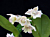 Dendrobium Orchid ‘Micro Chip’ (Dendrobium aberrans x normanbyense)