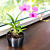 Dendrobium Orchid
‘Zeschia Lynn’