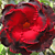 Desert Rose ‘Red Wine’ (Adenium hybrid)