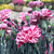 Carnation ‘Pinball Wizard’ PP (Dianthus hybrid)
